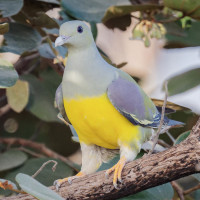 Bruce's Green-Pigeon